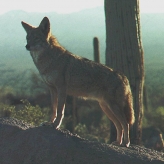 CoyoteTango