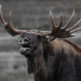 moosecriminal