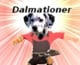 Dalmationer