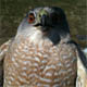 Perlinfalcon