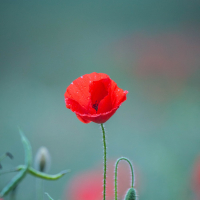 PoppyPetal