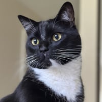 bobameows