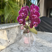 Sofla0515