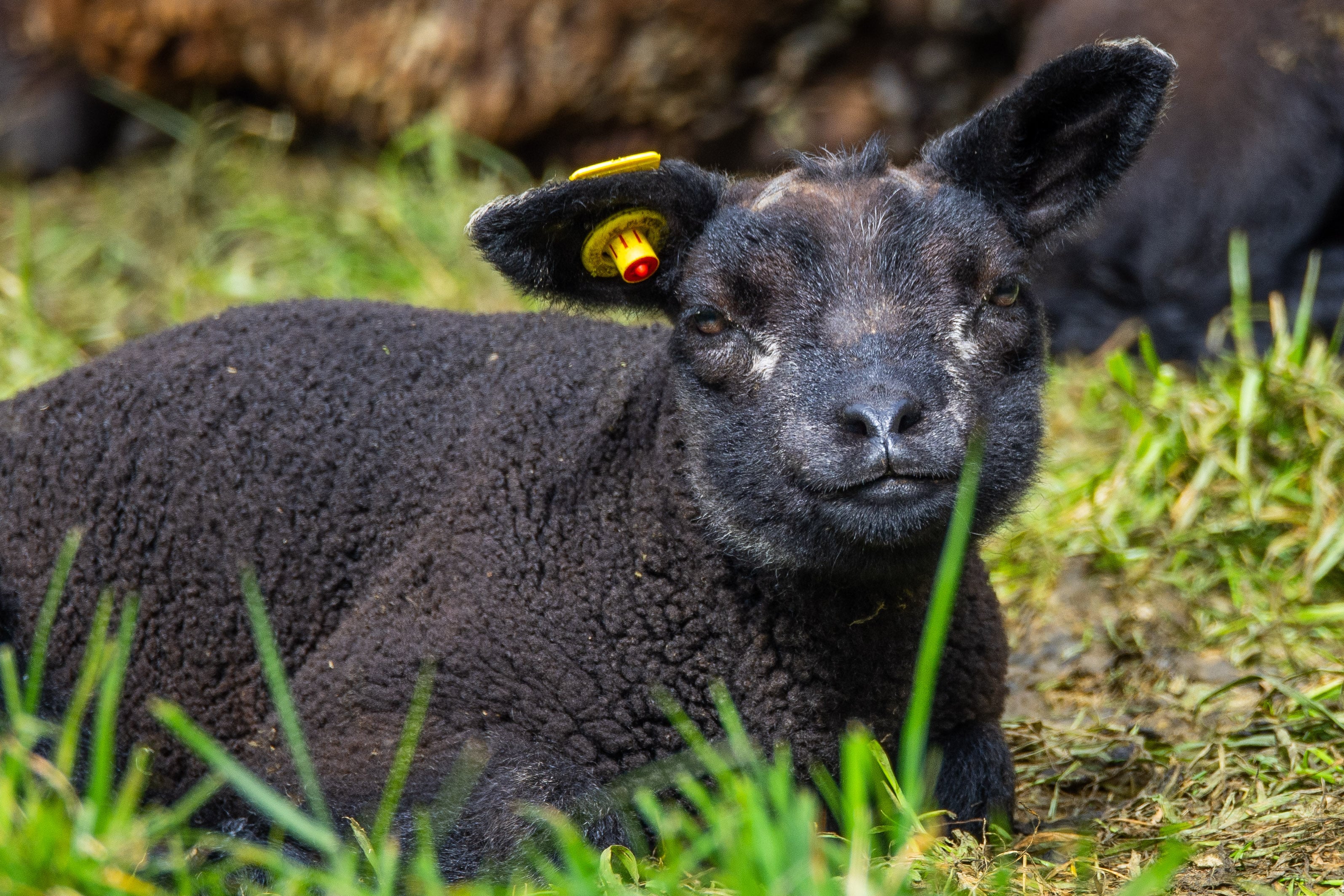 Image: https://us.v-cdn.net/5021252/uploads/editor/g2/vmcfk16qnbb8.jpg