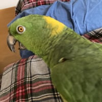 genki