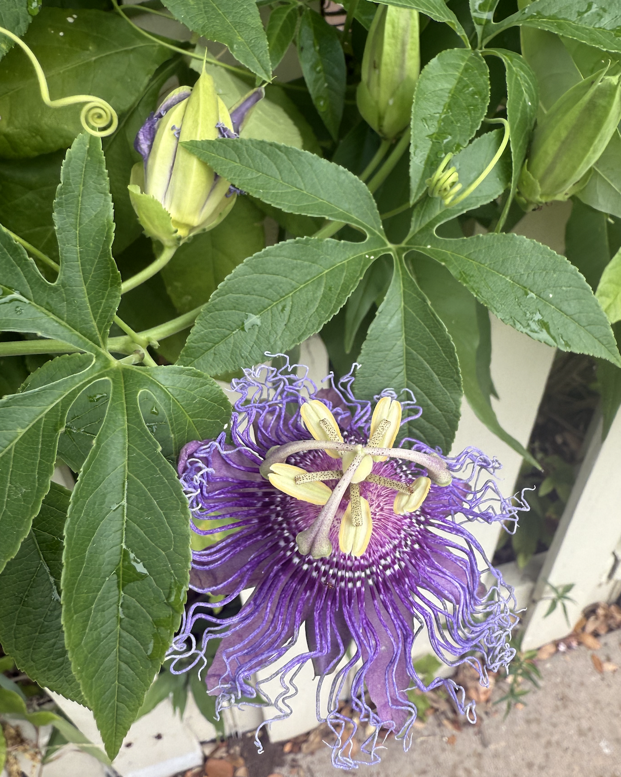 Screenshot 2025-09-08 at 5.55.01 AM.png