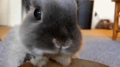 bunny GIF (2).gif