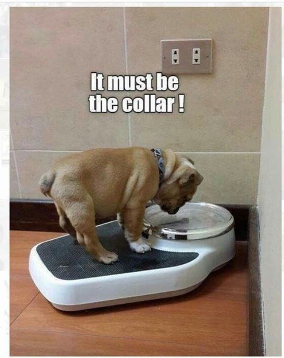 dog-it-must-be-the-collar.jpg