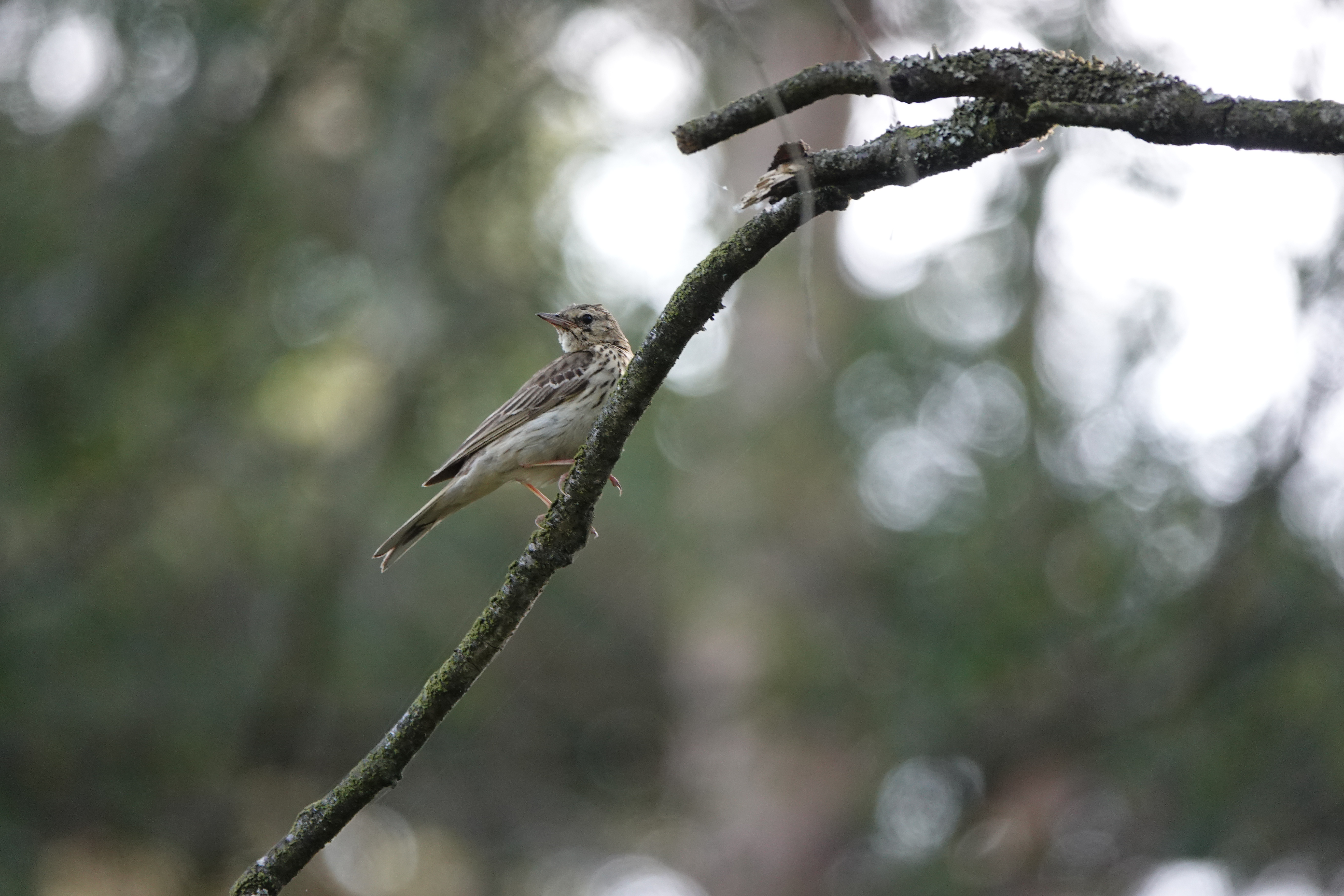 DSC03374.JPG
