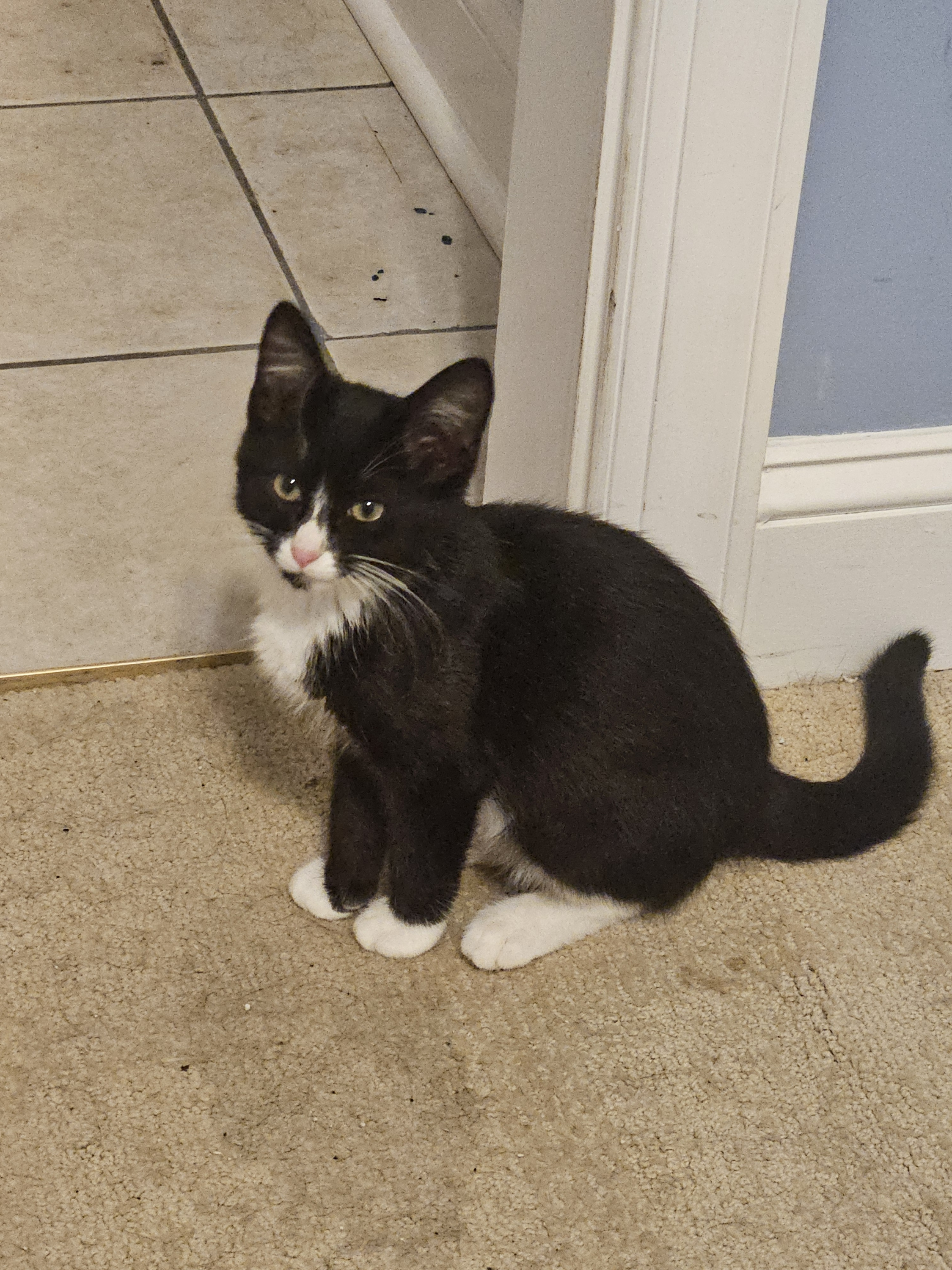 Kitten[1].jpg