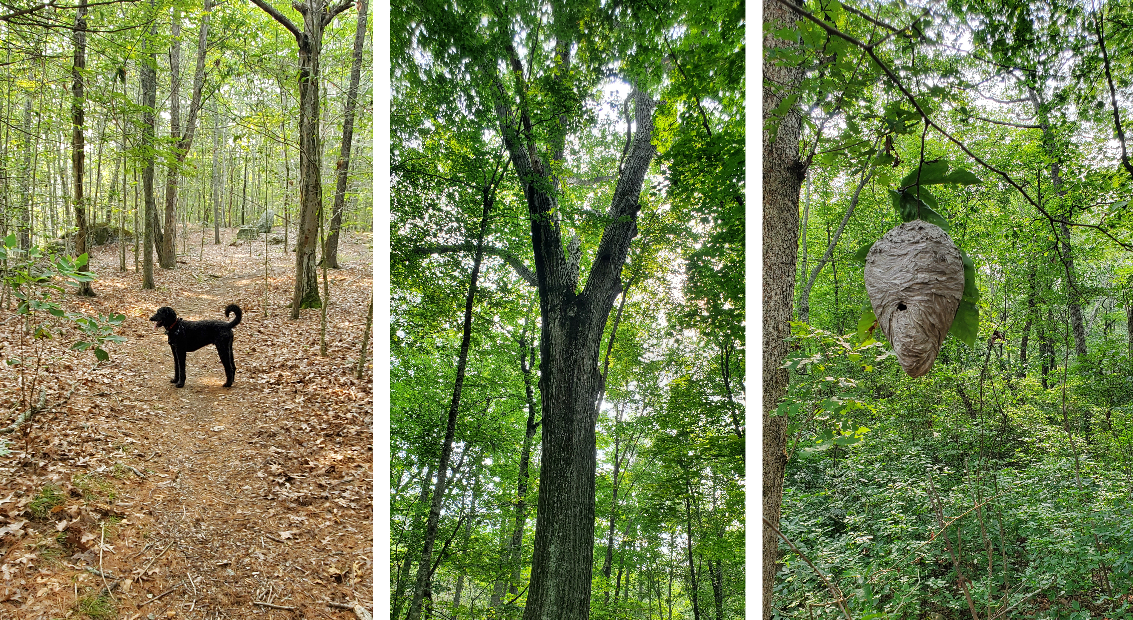 The Preserve.png