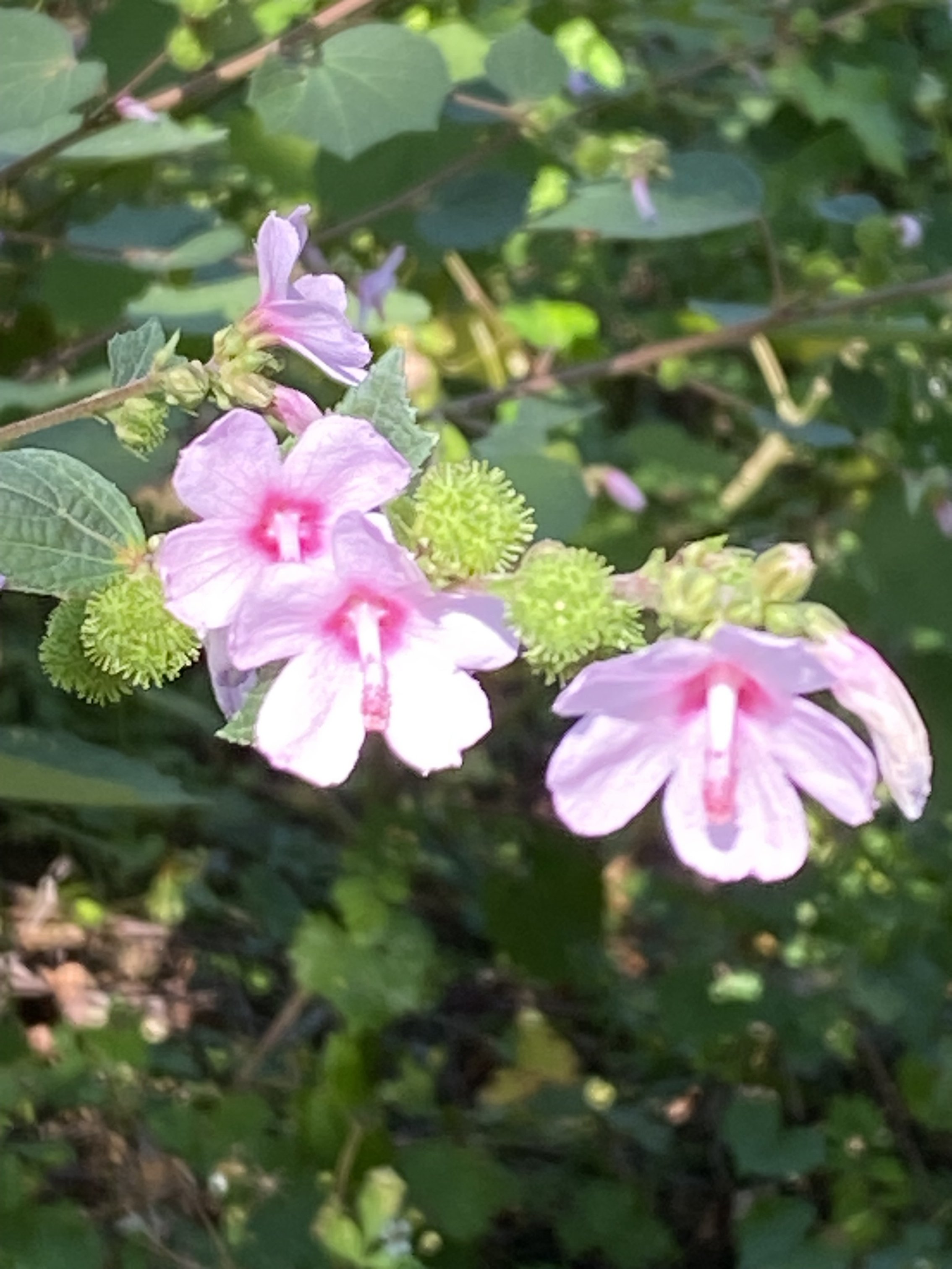 IMG_1712.jpeg