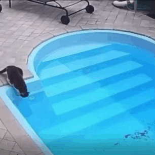 Cat.Swim.gif