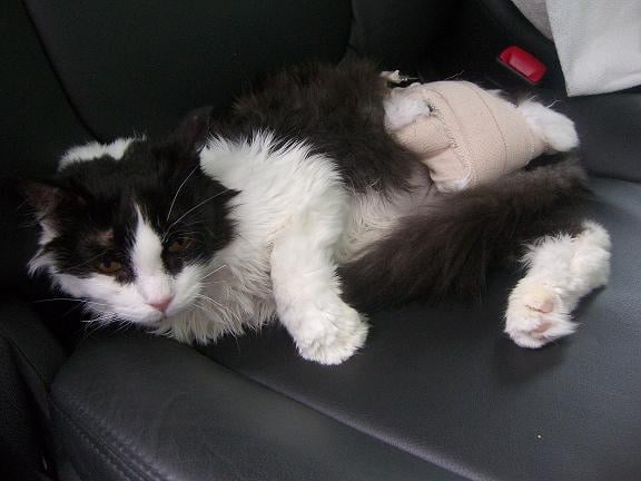 lexicat (2).jpg