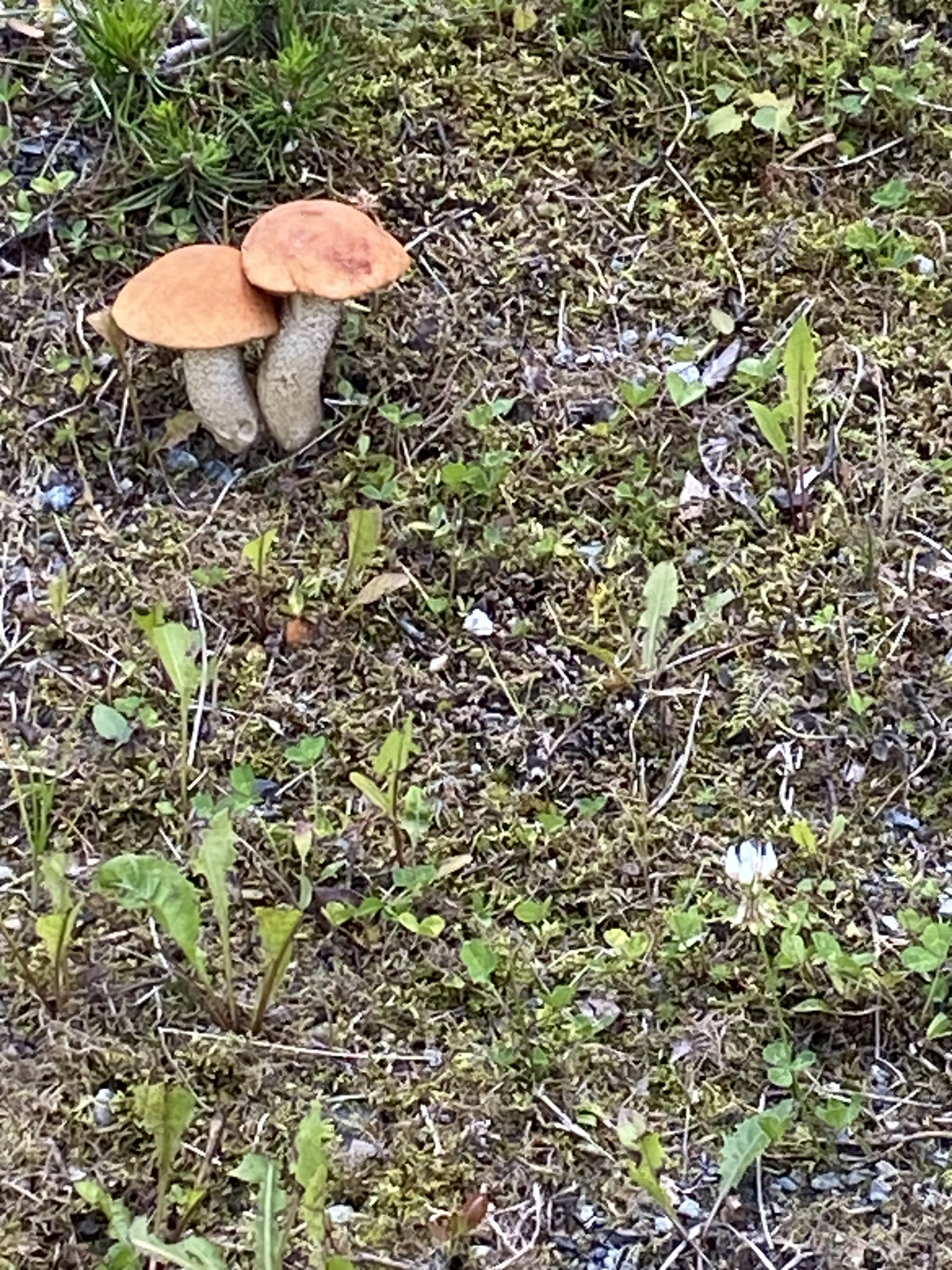 IMG_1852.jpeg
