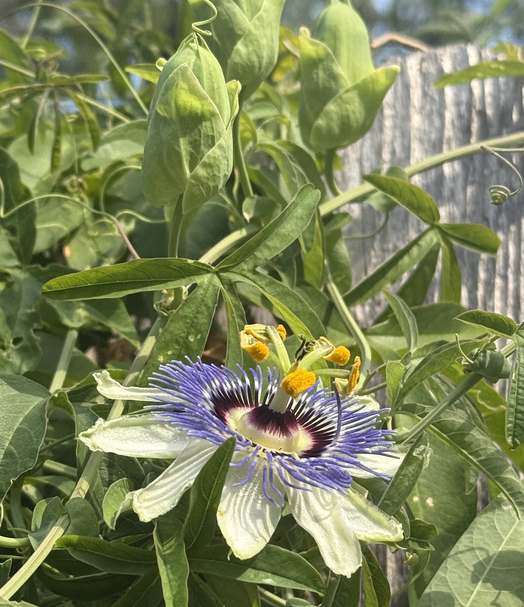 Screenshot 2025-09-16 at 6.13.55 AM.png