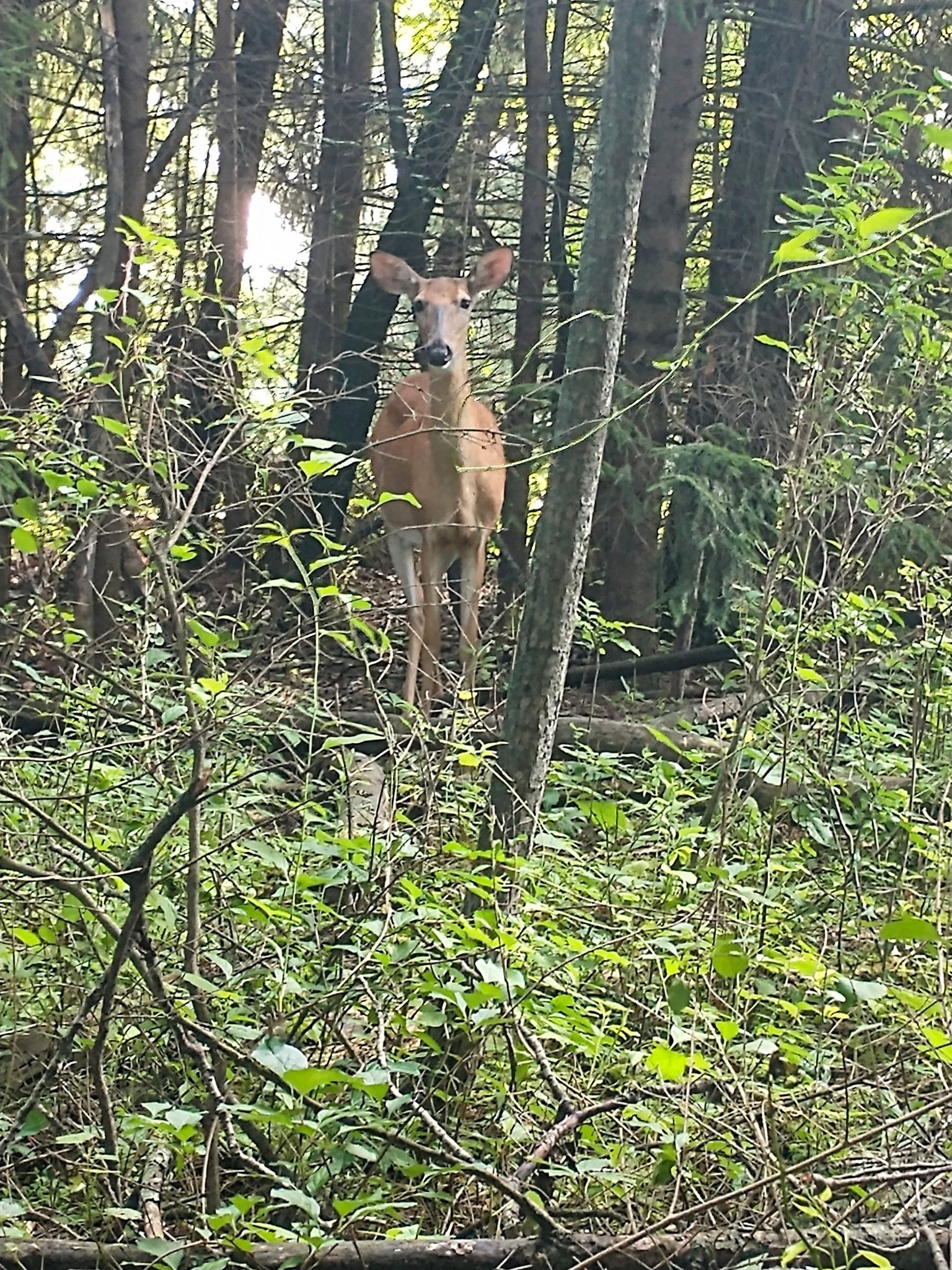 curiour deer spooked still watching us.jpg
