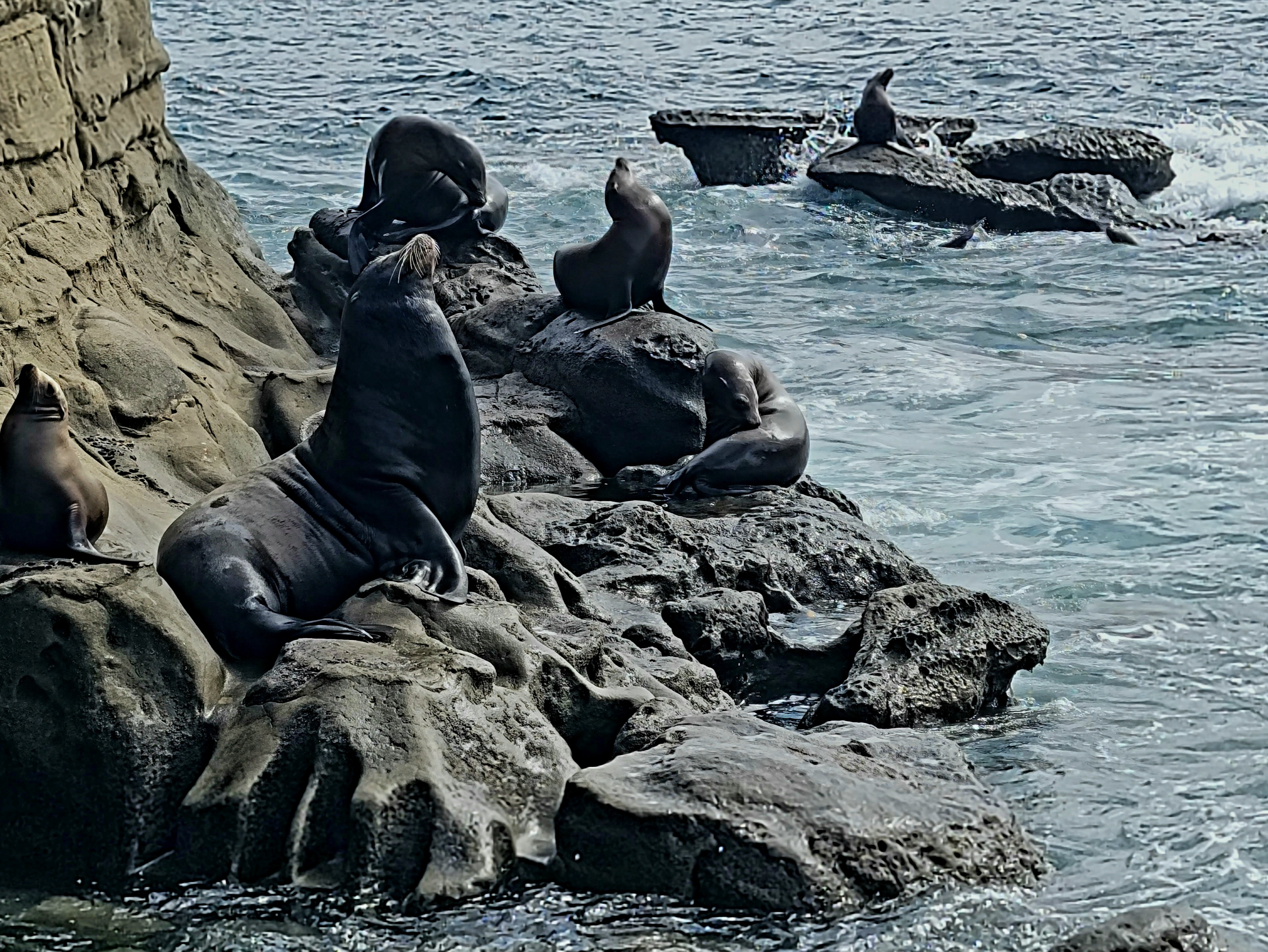 2025.04.28 Sea Lion at La Jolla.jpg