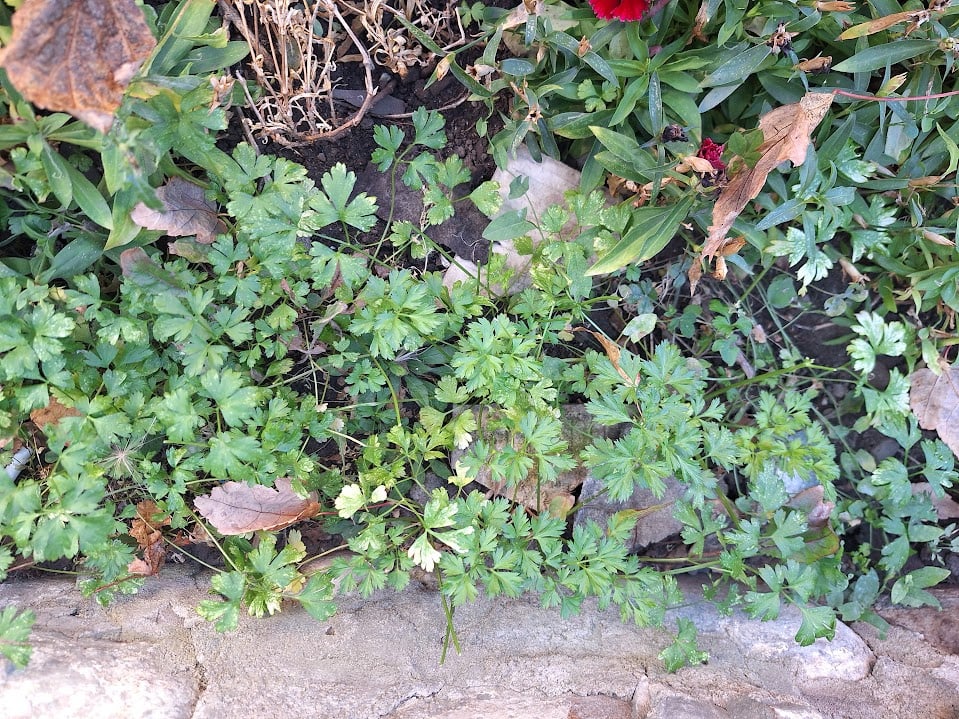 20251007_150451.jpg