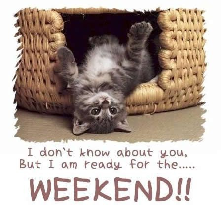 kitty ready for weekend.jpg