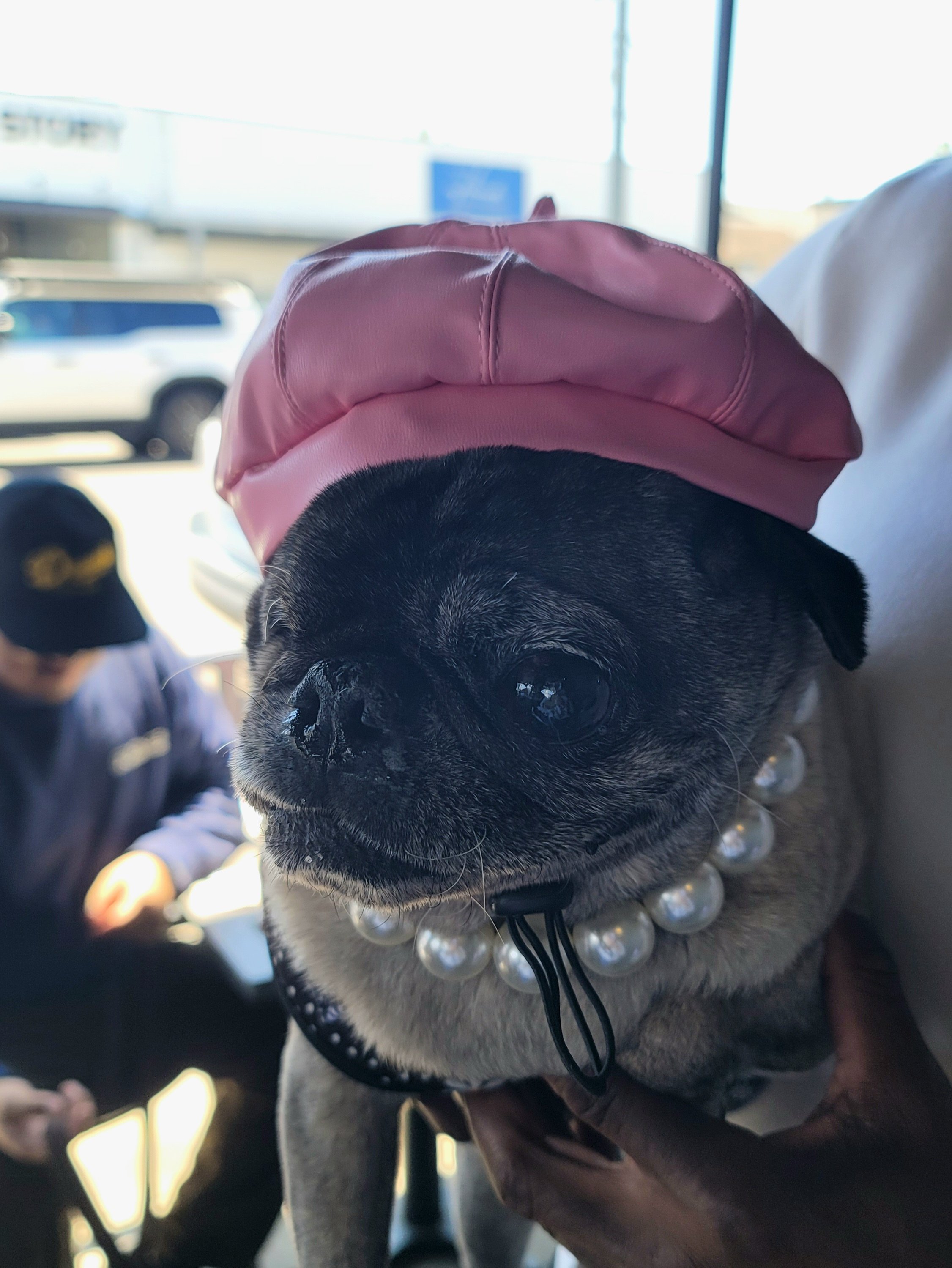 2025.04.13 Daisy at Pug Meetup at Happy Medium (2).jpg