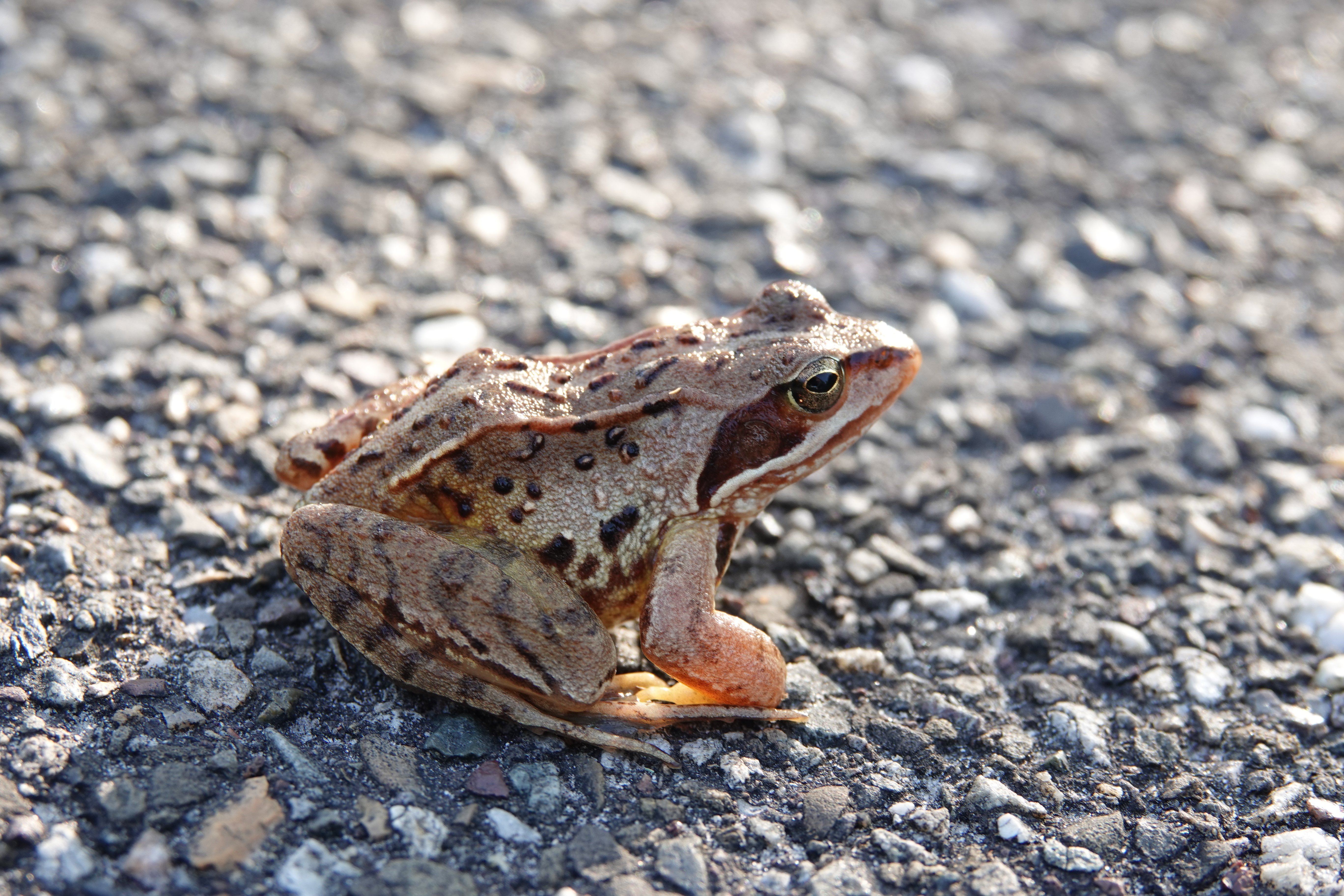 DSC03365.JPG