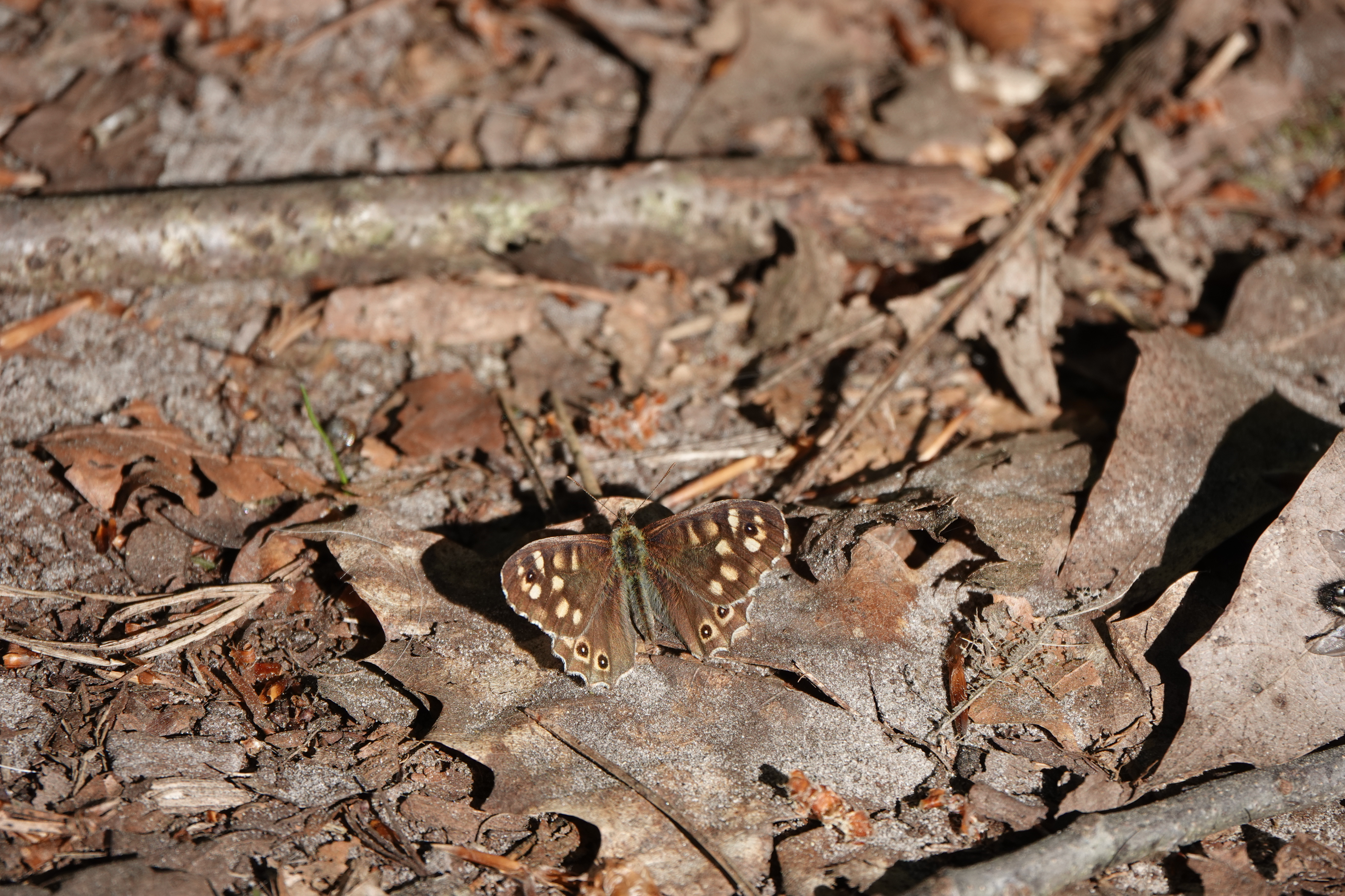 DSC09293.JPG