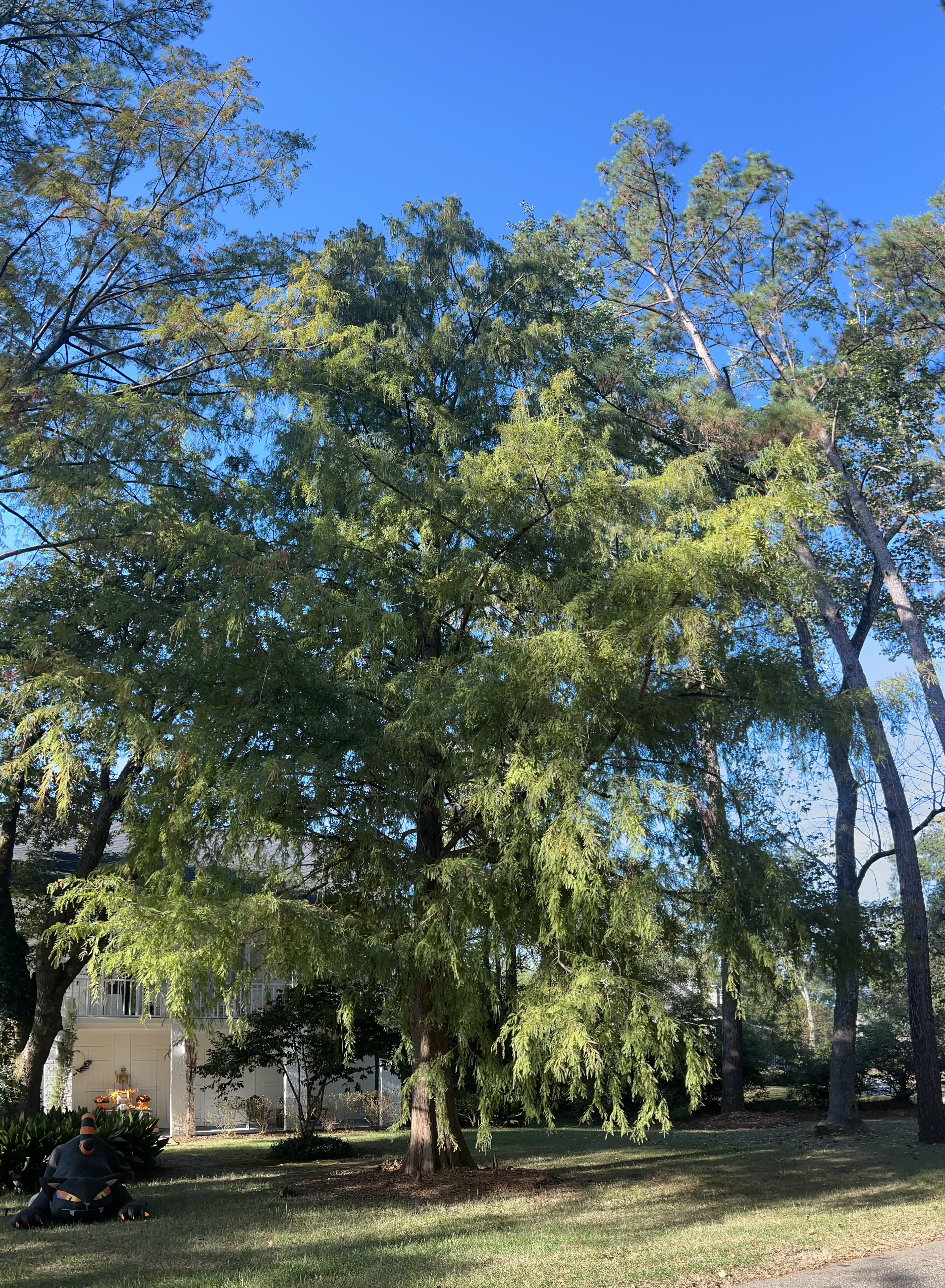 IMG_9580.jpeg