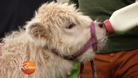 baby cow GIF by Rachael Ray Show.gif