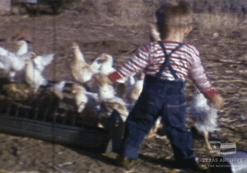 happy home movie GIF by Texas Archive of the Moving Image (1).gif