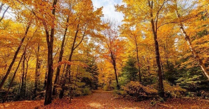 fall trees.jpg