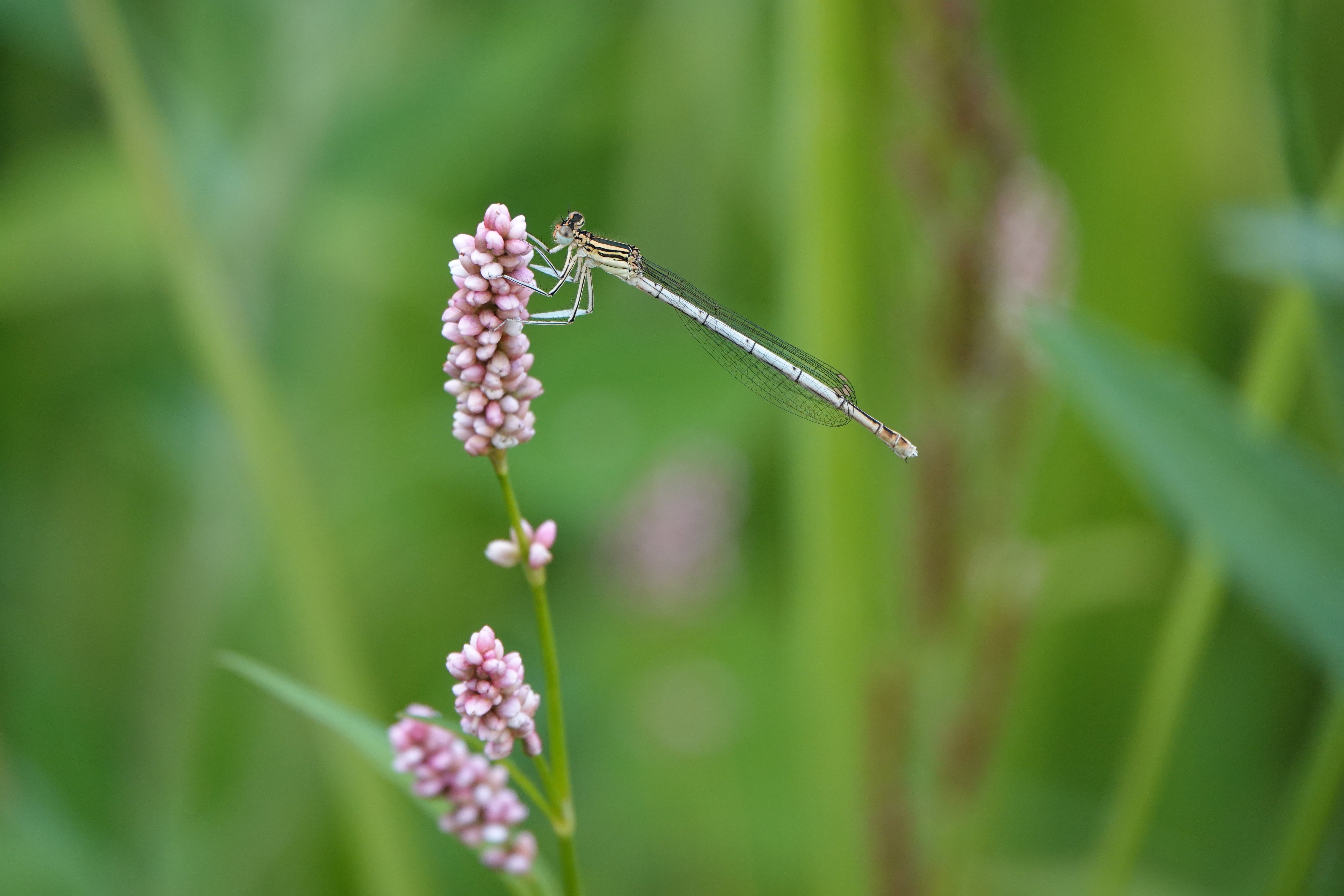 DSC04299.JPG