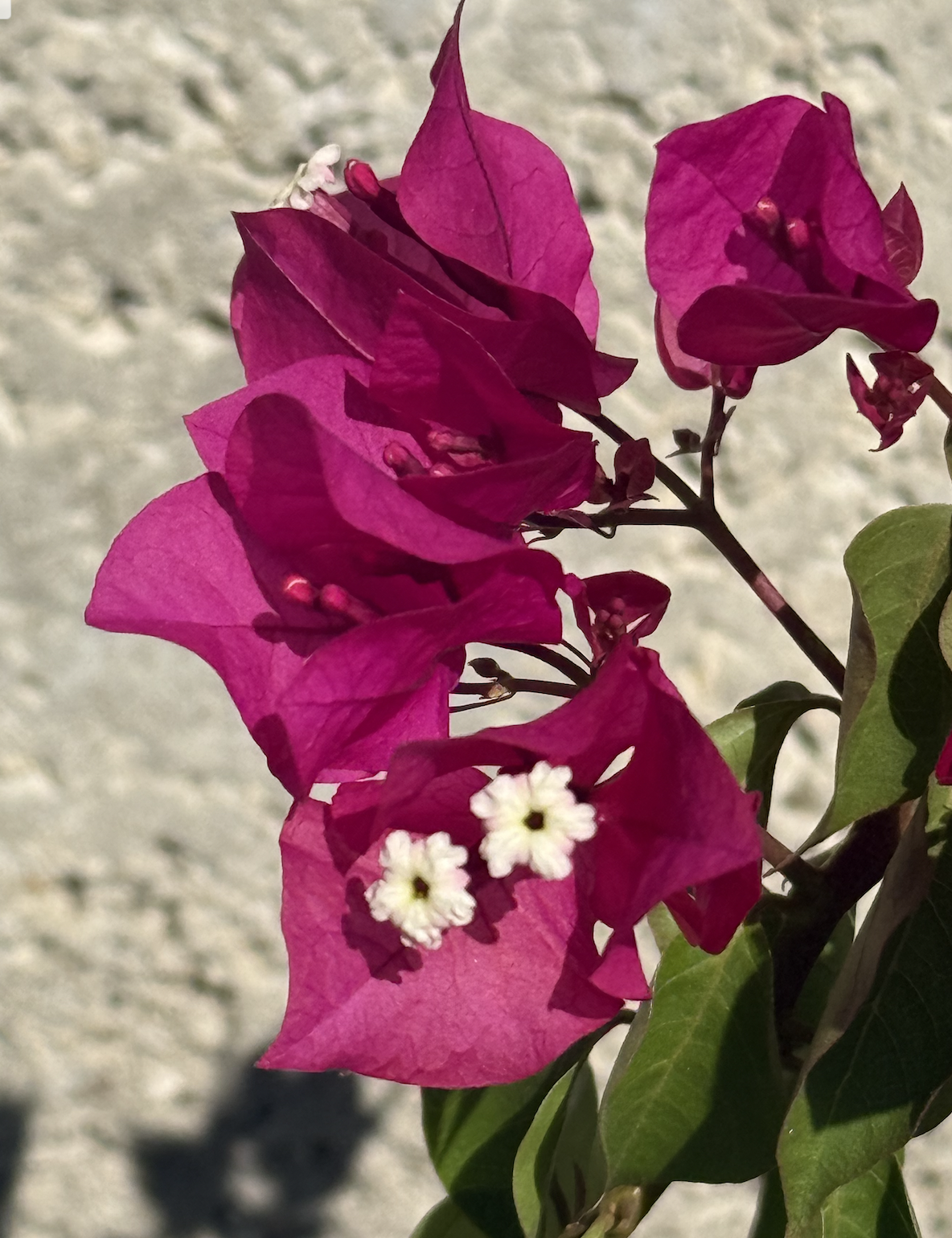 Screenshot 2025-10-17 at 6.38.30 AM.png