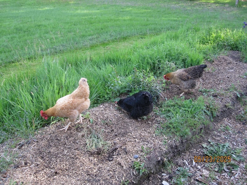 The hens 5-23-25.jpg