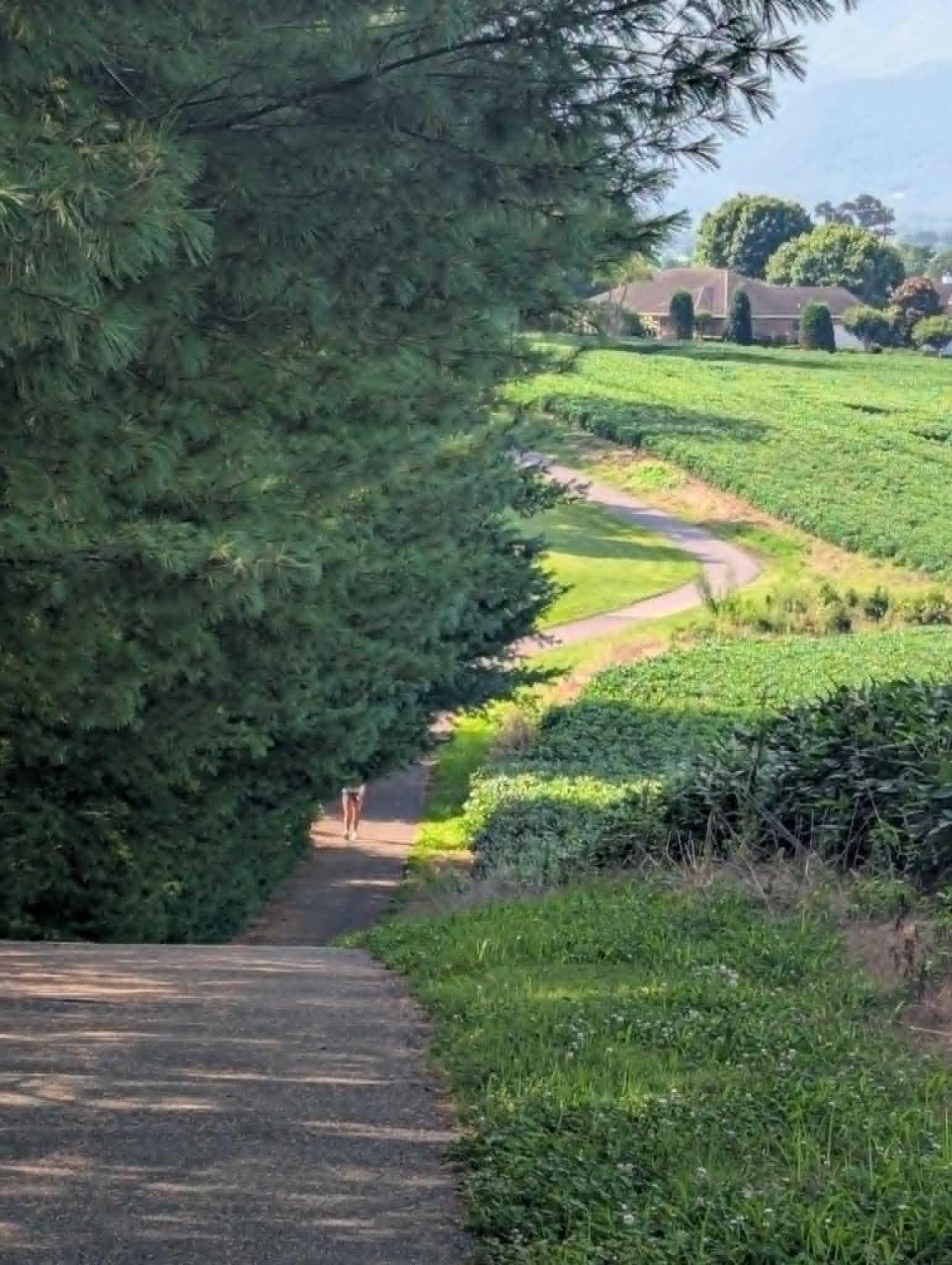 birthday run hill.jpg