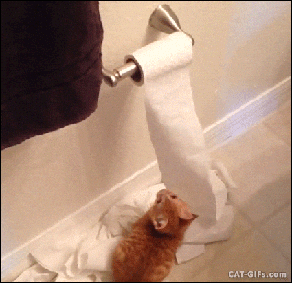 cat kitten GIF.gif
