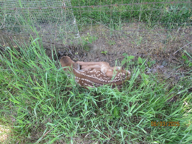Fawn 1.jpg