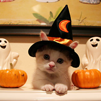 Halloween-Cat1.jpg