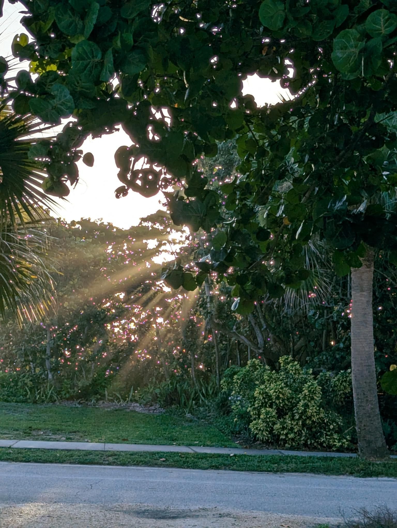 Sun coming through the trees.jpg