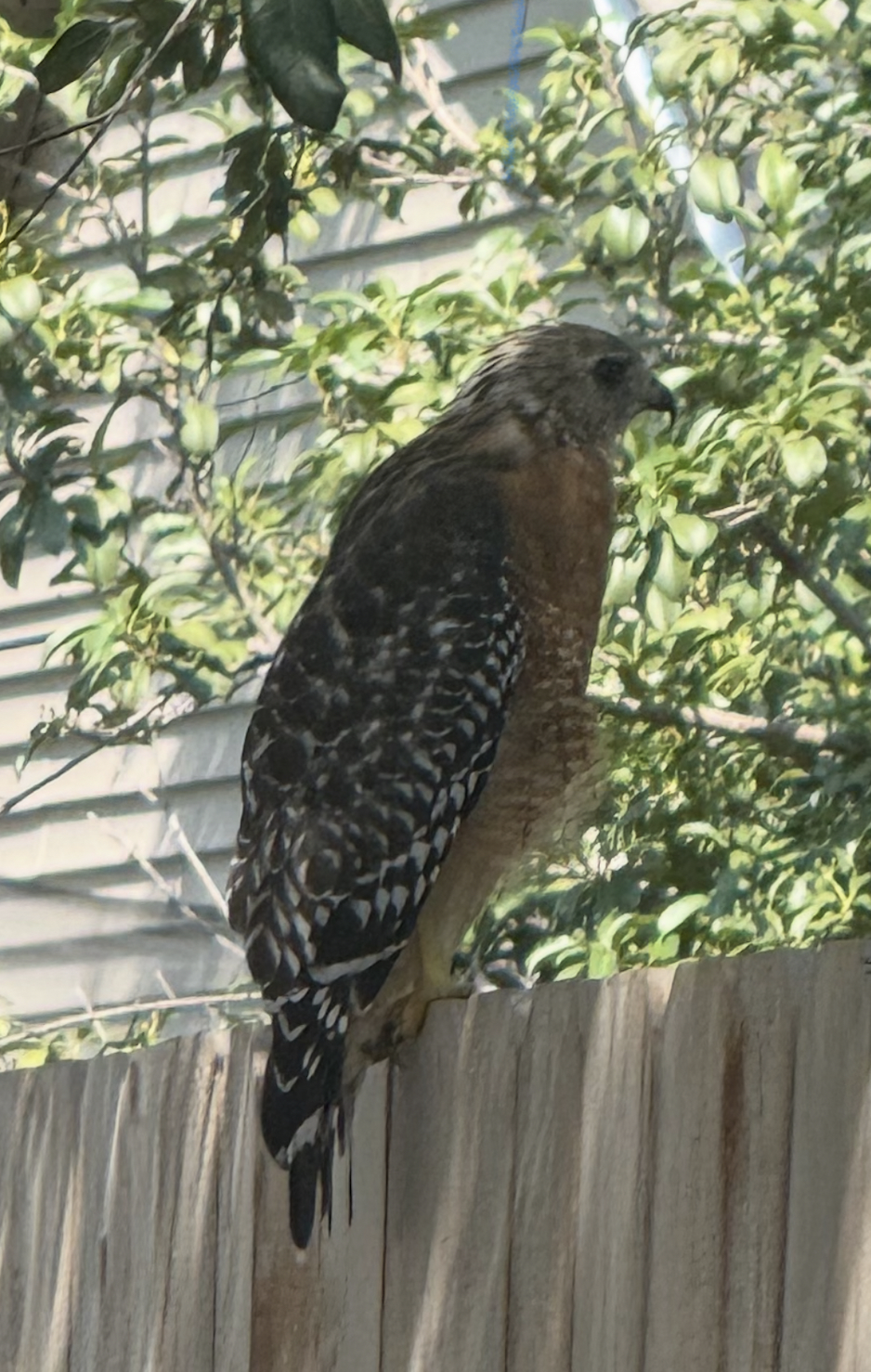 Screenshot 2025-08-23 at 6.59.58 AM.png