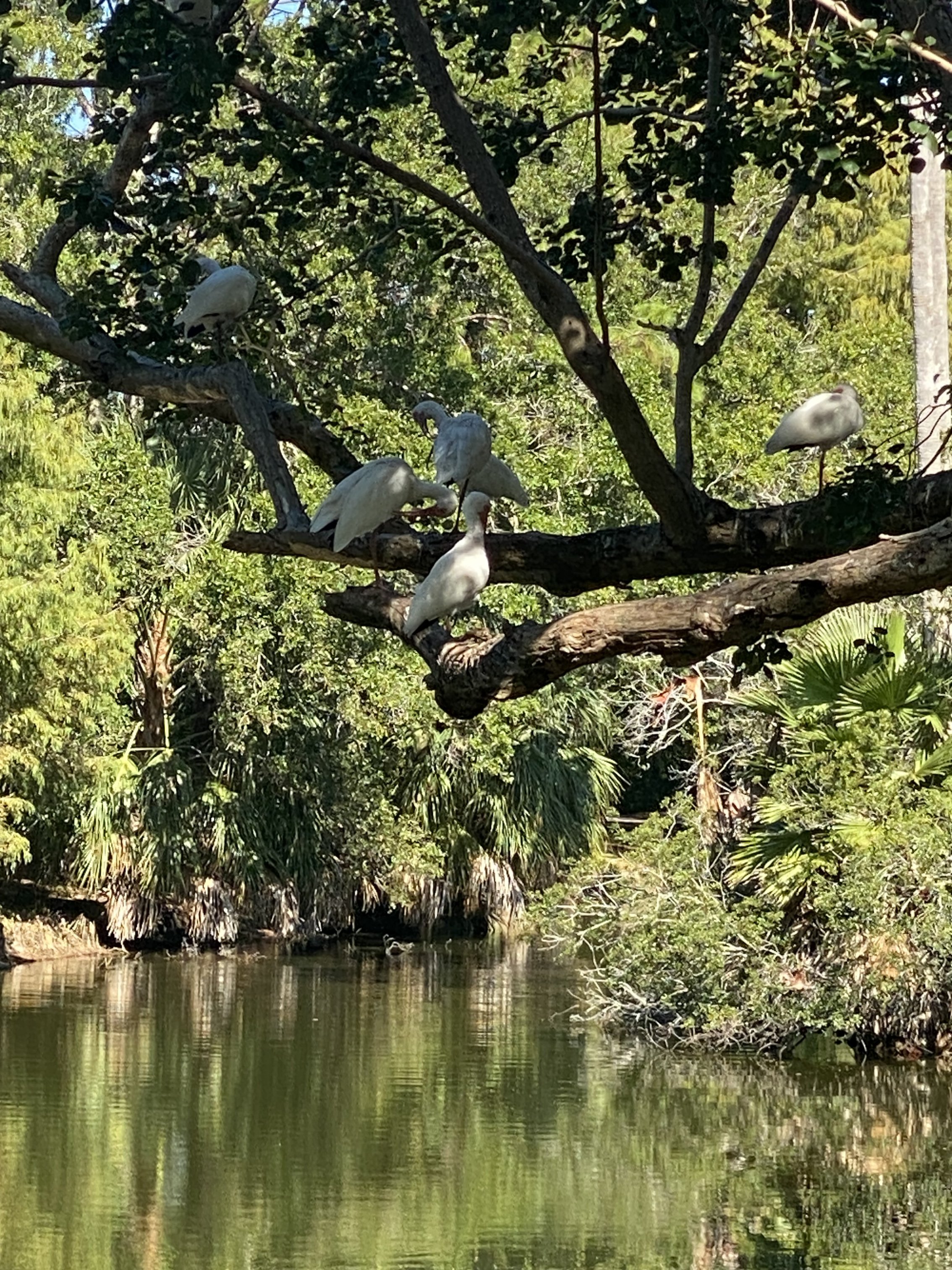 IMG_1718.jpeg