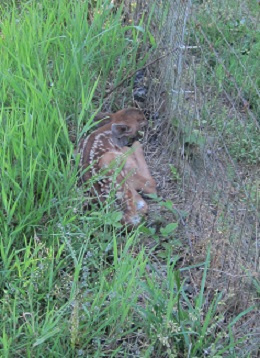 Fawn 2.jpg