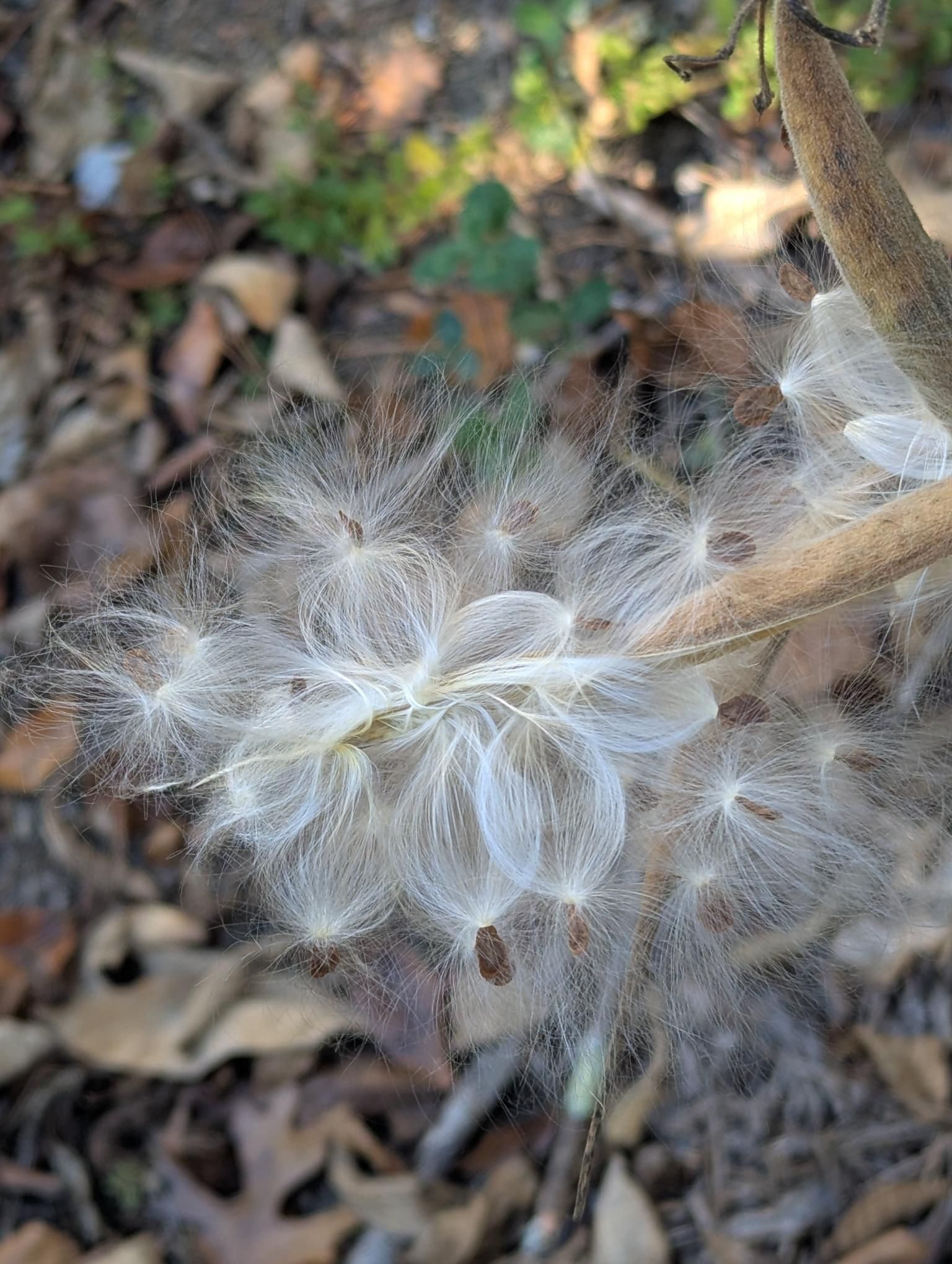 milkweed seeds.jpg