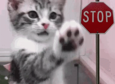 cat stop sign.gif