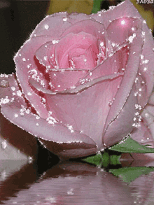 GIF Rose sparkling Pink just one.gif