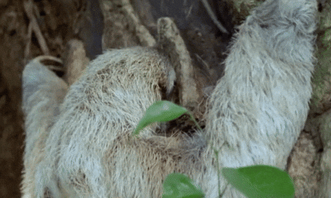 Someone Sloth GIF.gif