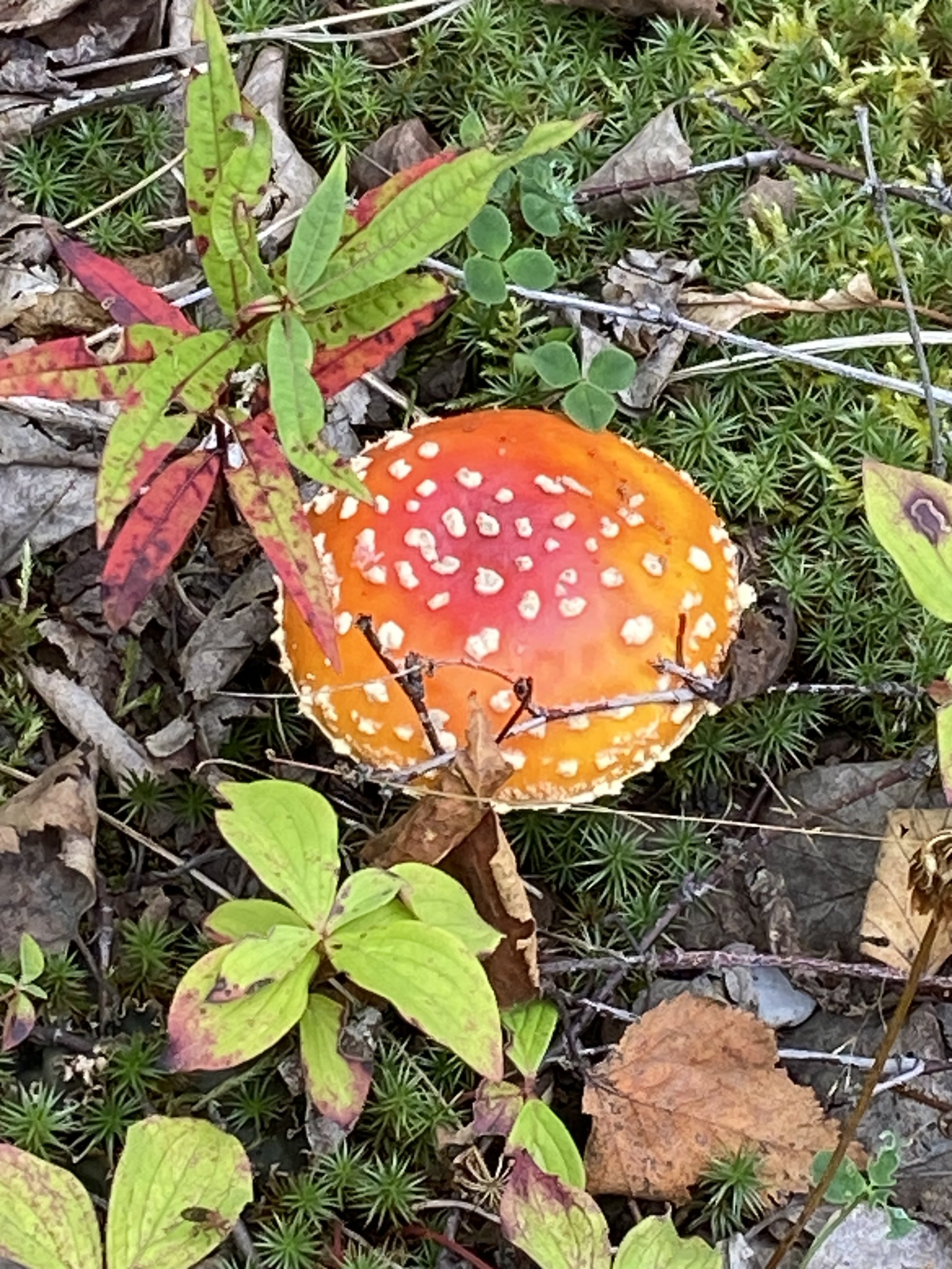 IMG_1867.jpeg