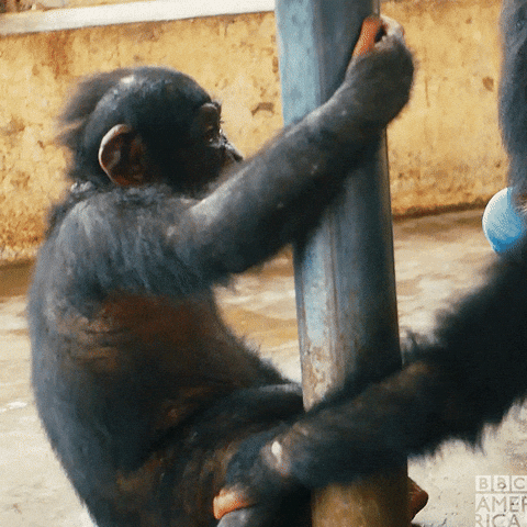 Bbc Earth Hugging GIF by BBC America.gif