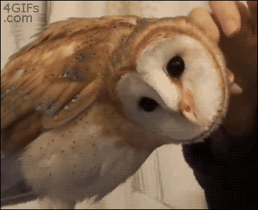 Owl GIF.gif