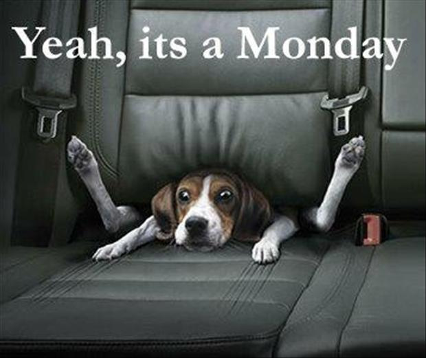 yep-its-monday-funny-monday-pictures.jpg